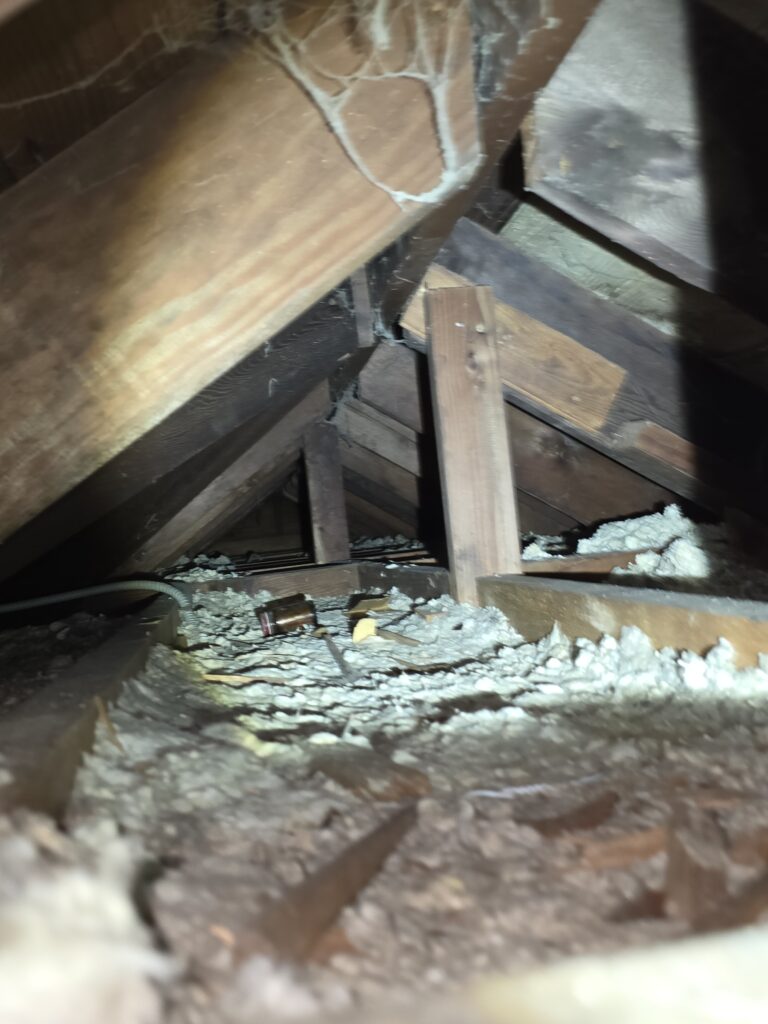 damage insulation by raccoon in attic