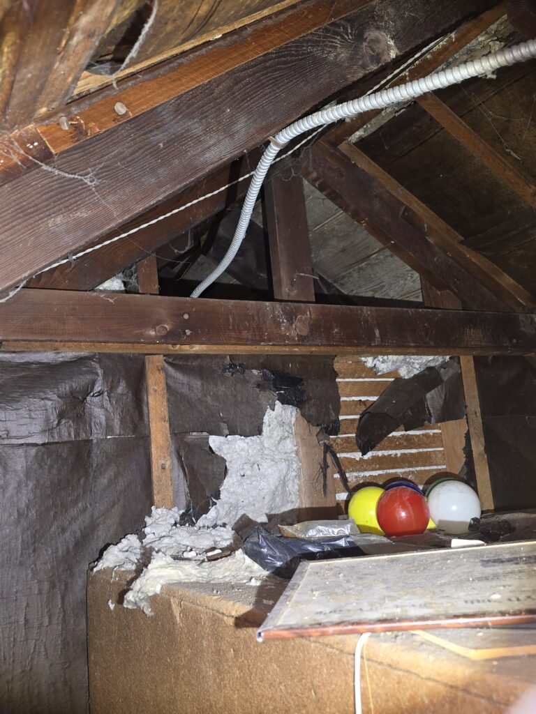 Raccoon insulation damage in attic in Jersey