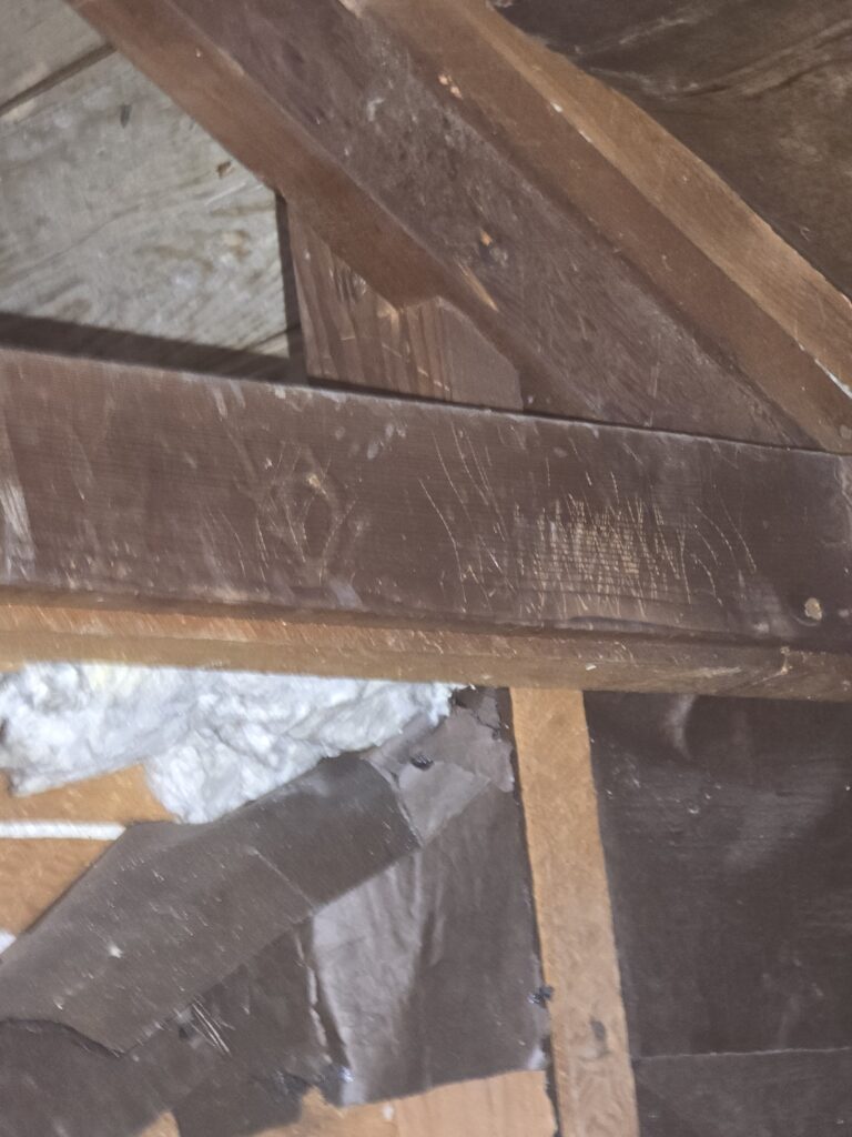 signs of raccoons in attic scratch marks in South Jersey