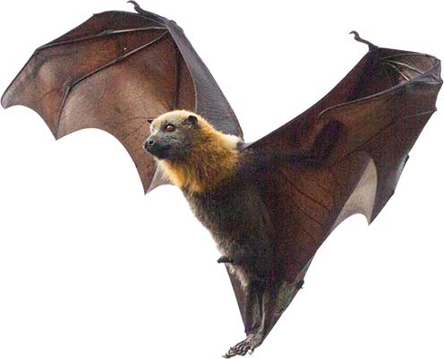 A bat in mid flight