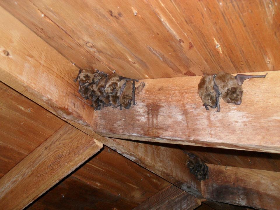 Central Missouri Bats in Attic