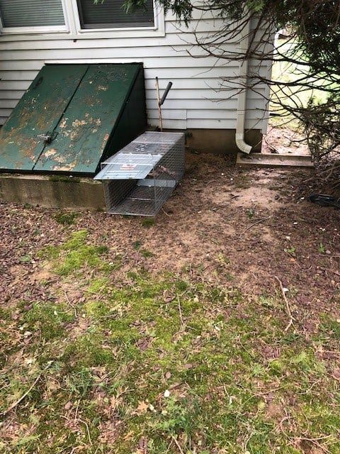 fox trap set in New Jersey