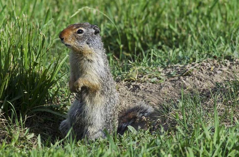 Gopher vs. Mole: The Difference Between Gophers & Moles