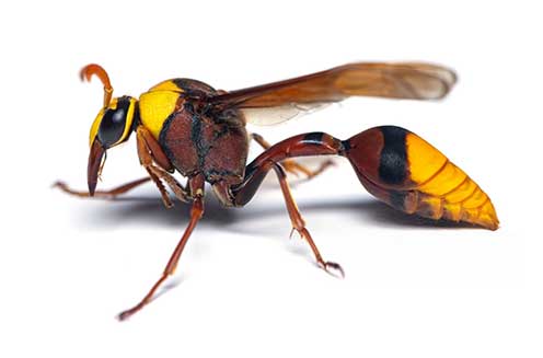 A hornet