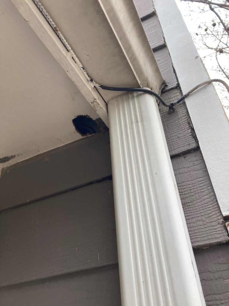 Squirrel entry hole near gutter on soffit in Bellevue