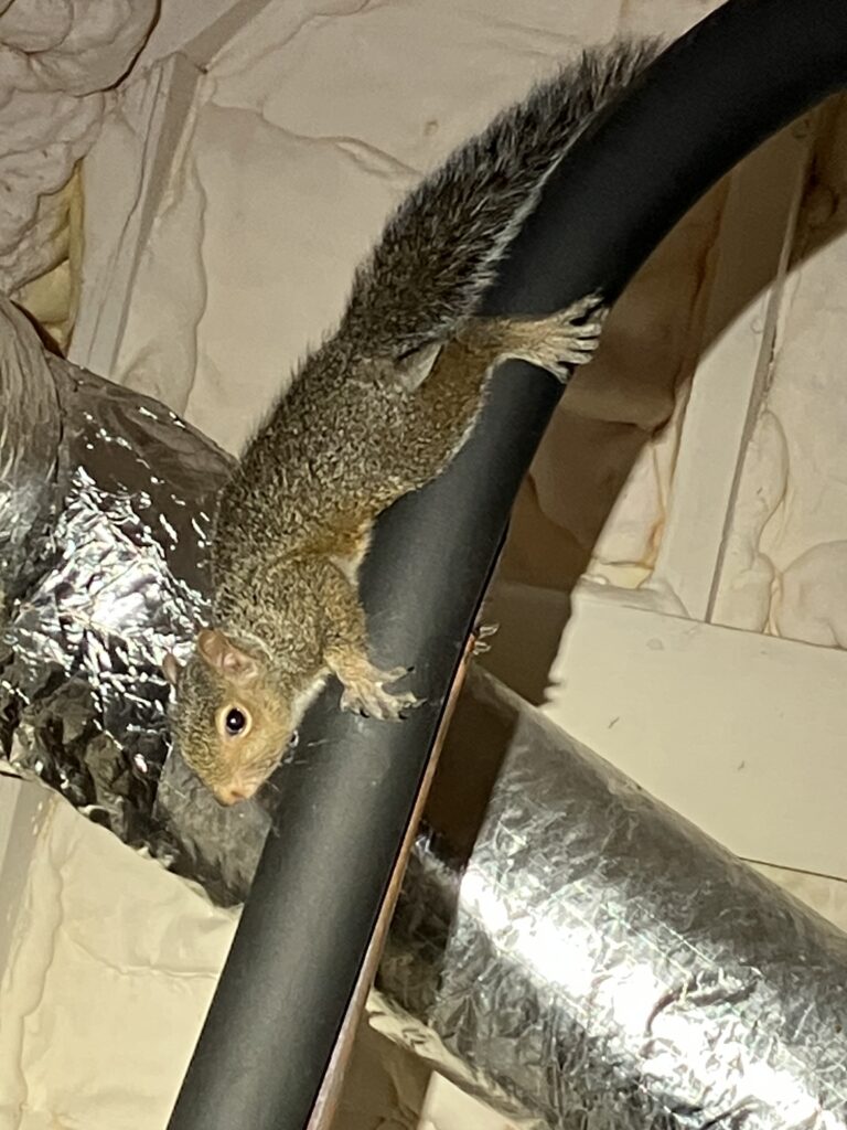 squirrel in attic in knoxville