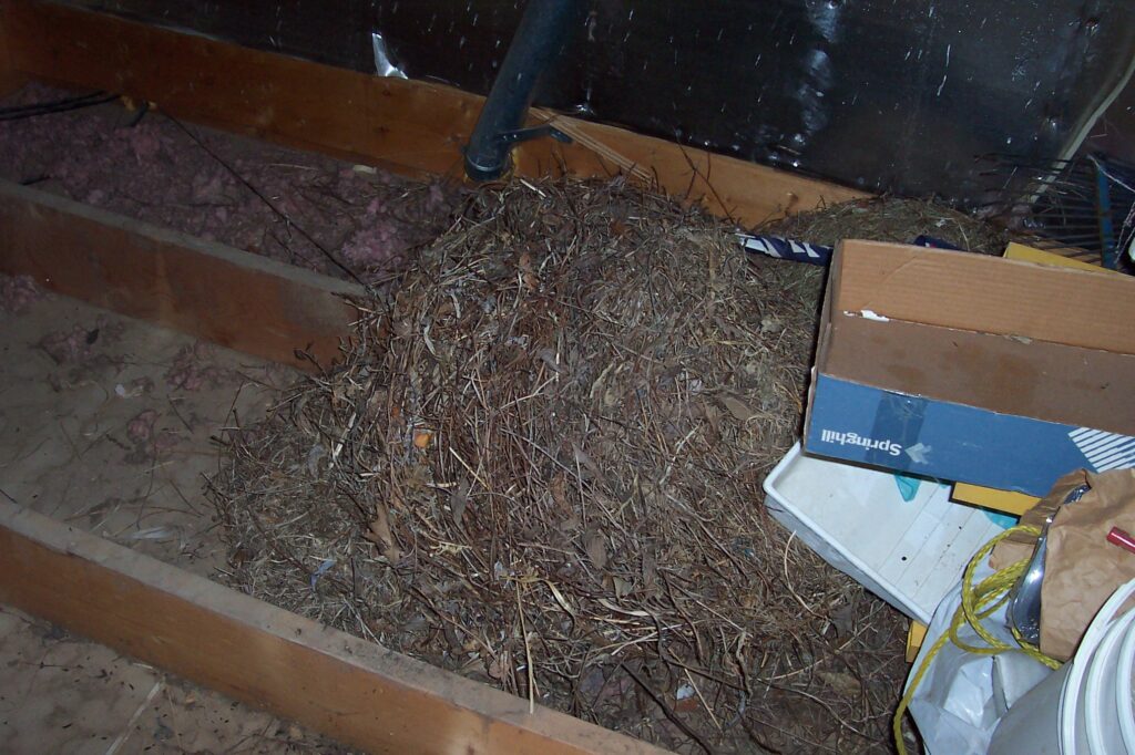 mouse nest in attic