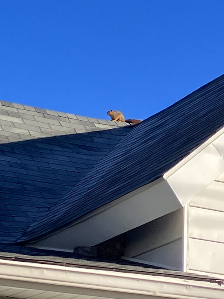 squirrel removal indianapolis on roof