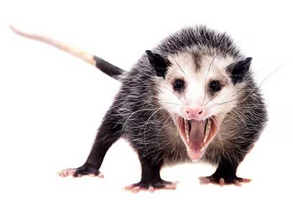 An Opossum