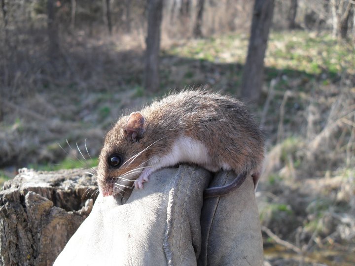 mouse in central missouri