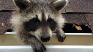 raccoon removal from raccoon in roof