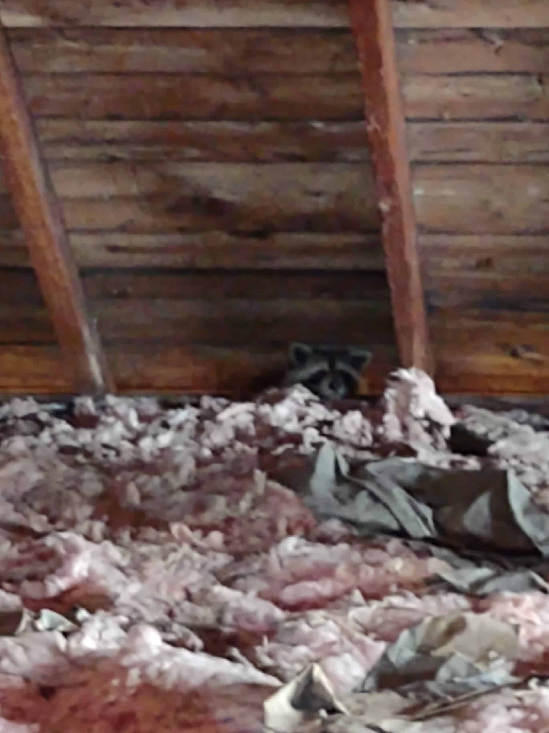 Raccoon in an attic in Portland, Maine.