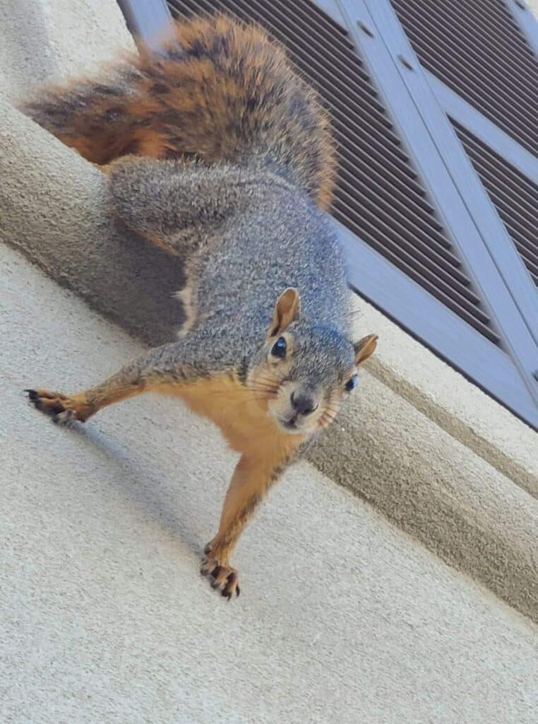 Squirrel on wall guarding nest