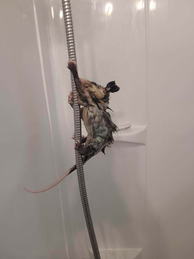 baby opossum in shower