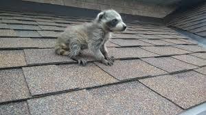 juvenile raccoon on roof Central Missouri