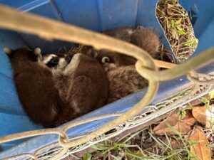 baby raccoon kits relocated with mother