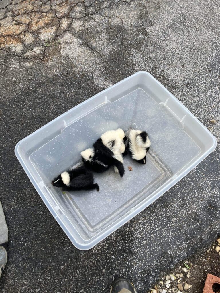 baby skunks caught