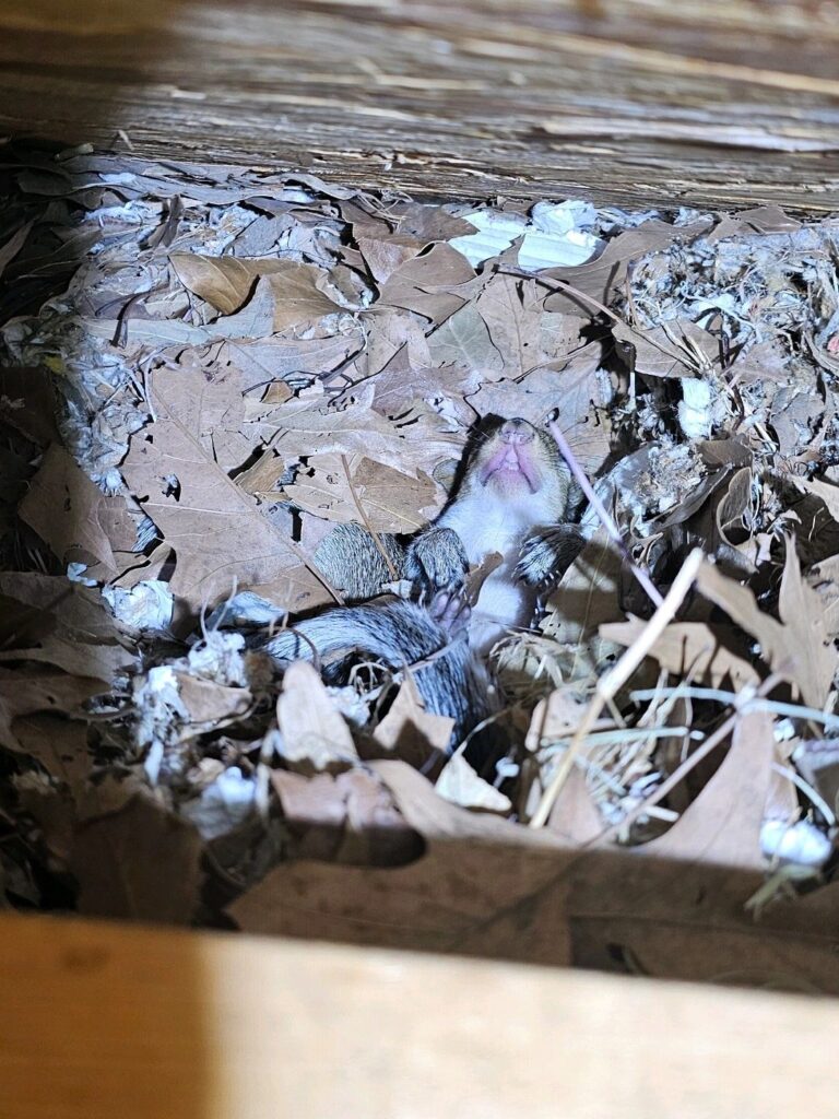 baby squirrel in attic in nest in Louisiana