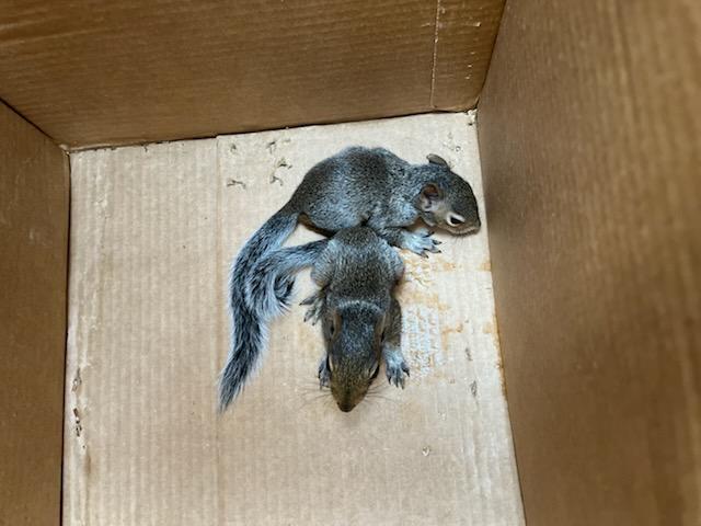 Baby squirrels in cardboar box from Greenville SC