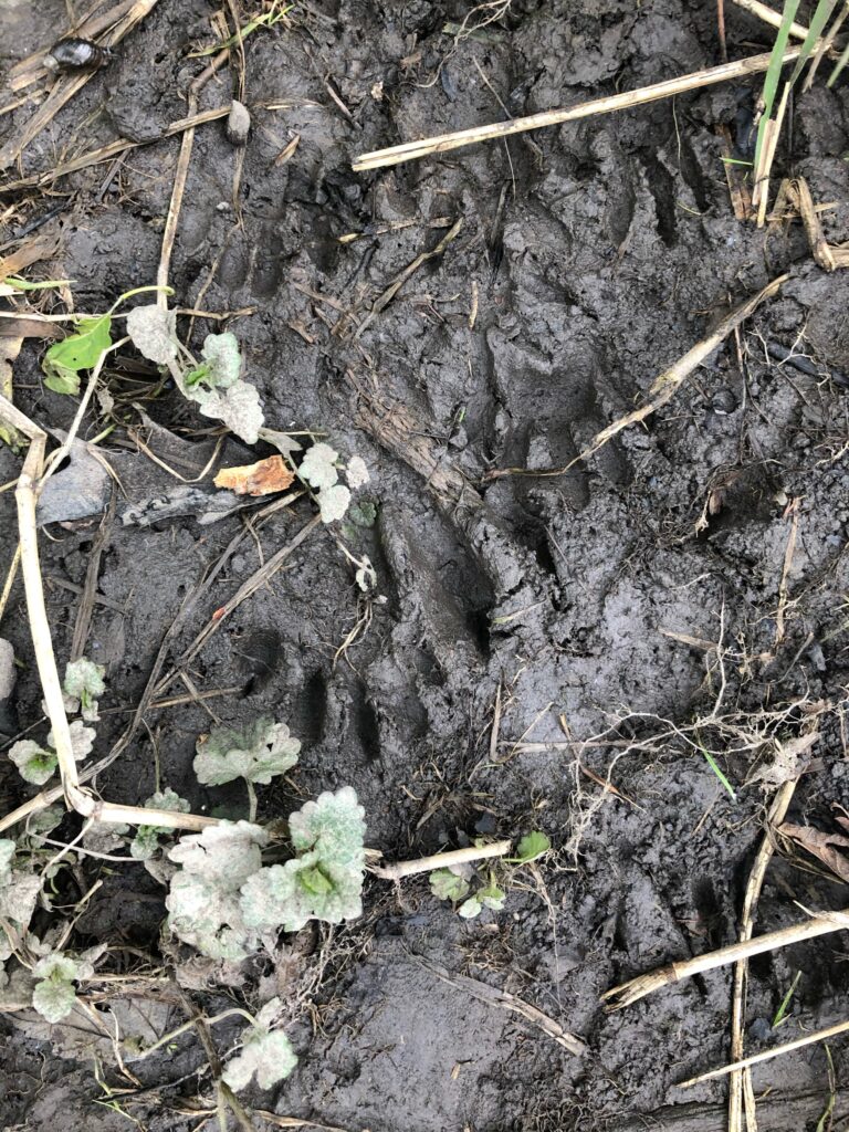 beaver tracks