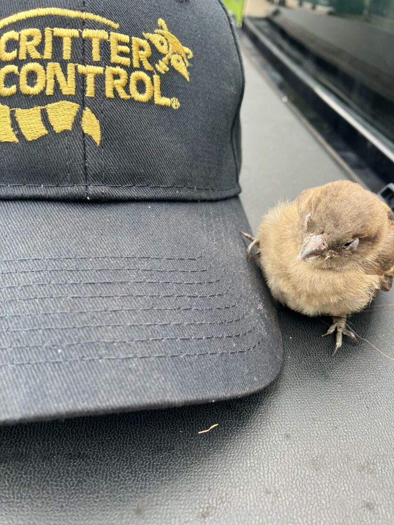 bird chick removed from vent 