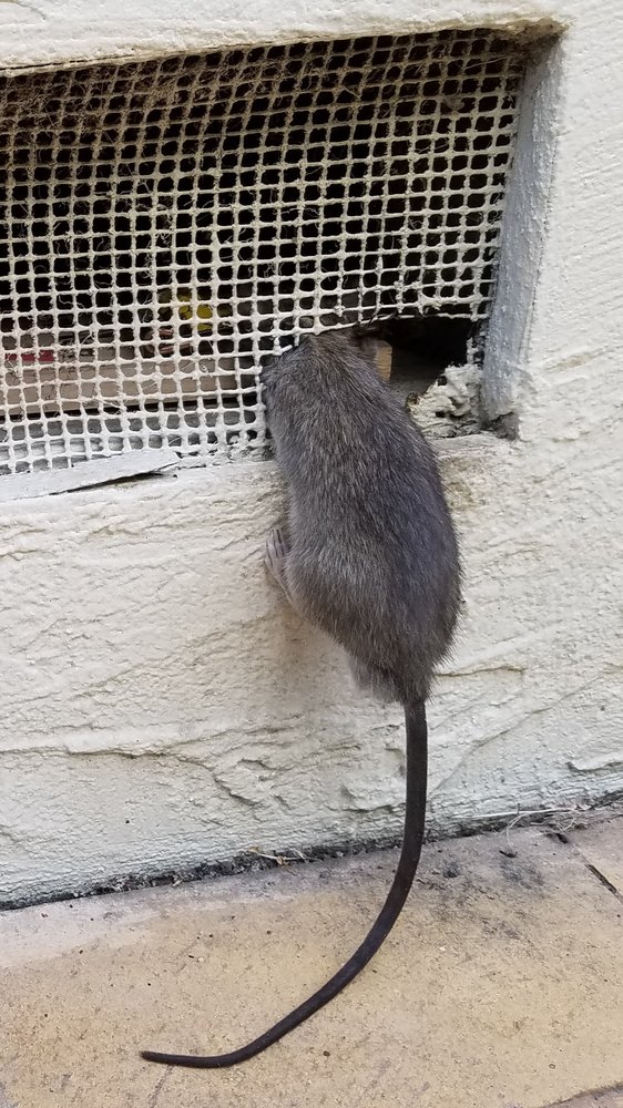 What Should I Bait a Rat Trap With?