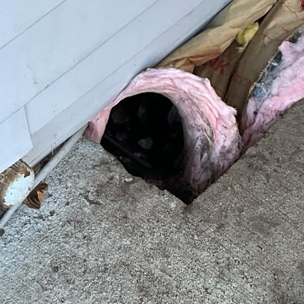 damaged foundation vent raccoon entry point