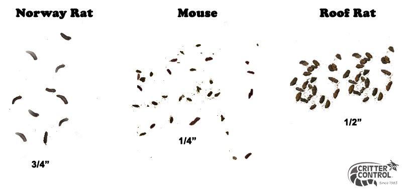 mouse droppings