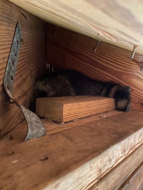 pensacola raccoon sleeping in attic