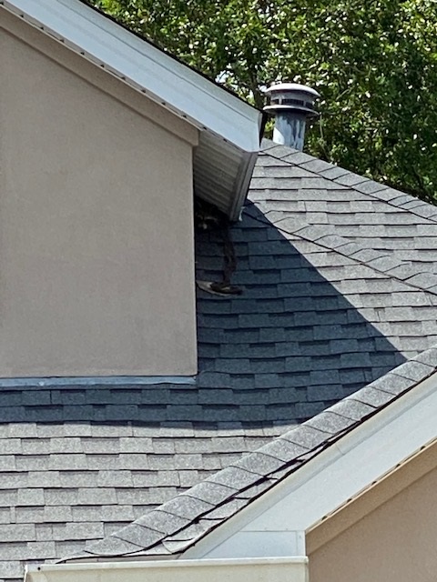 raccoon on roof in soffit in pensacola