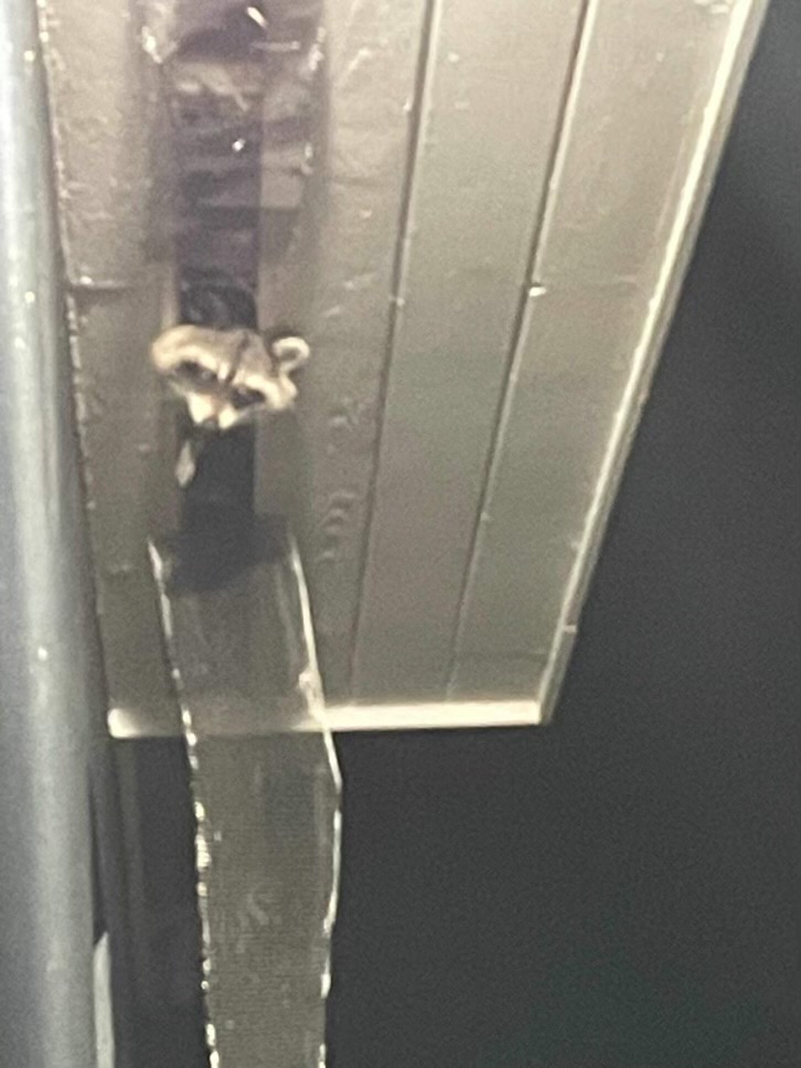 raccoon poking head from soffit destin, fl