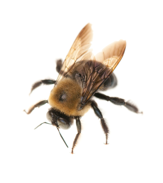 What Do Honey Bees Look Like?