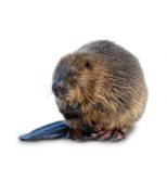 Wildlife Removal Near You: Identification Facts & Removal