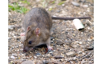 house mouse vs deer mouse