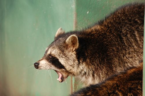 raccoon growl sound clip
