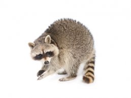 do raccoons hiss