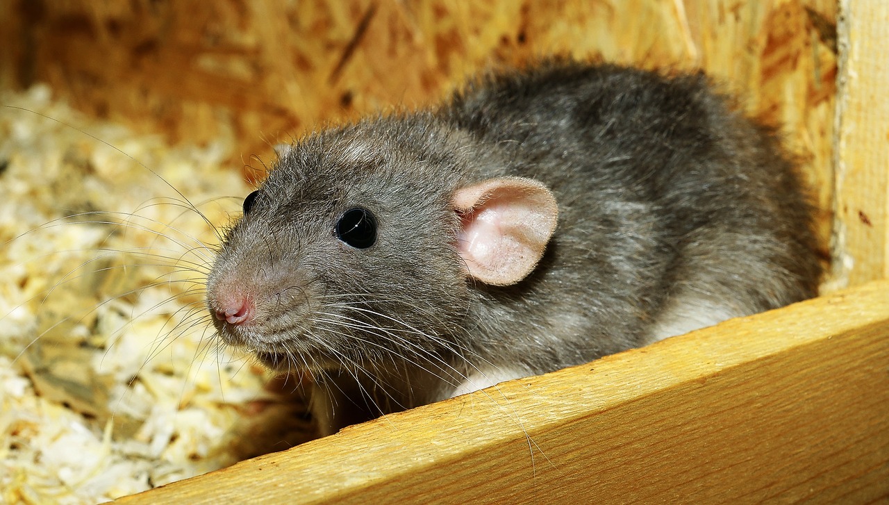 How to Get Rid of Mice and Rats