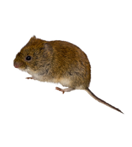Voles Trapping & Removal in Virginia - Professional Pest Control
