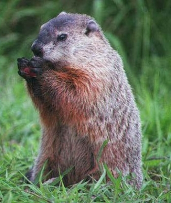 Groundhog Vs Woodchuck Identification Of Groundhogs Woodchucks