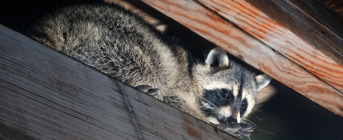 How to trap and remove a raccoon in West Virginia, Raccoon