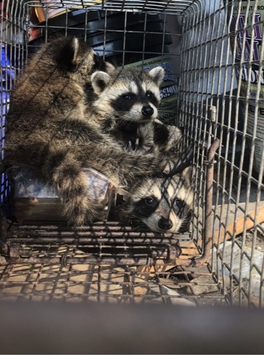 Raccoon & Groundhog Trap – Speed Exterminating