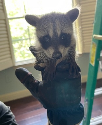 https://www.crittercontrol.com/crittercontrol/media/CritterControl/Wildlife%20Techs/raccoon-in-hand.jpg