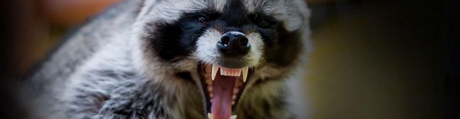 raccoon attack cat