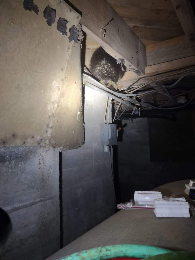 porcupine basements or crawlspace Portland ME