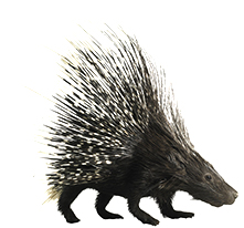 A porcupine