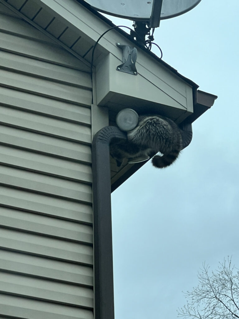 raccoon getting into attic