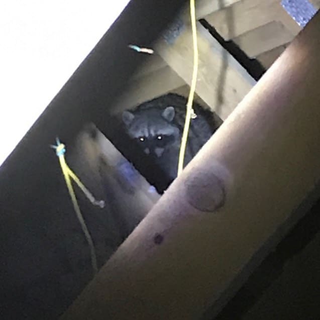 Raccoon in attic making thumping noise