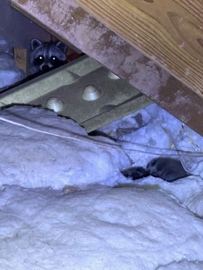 New Orleans raccoon in attic