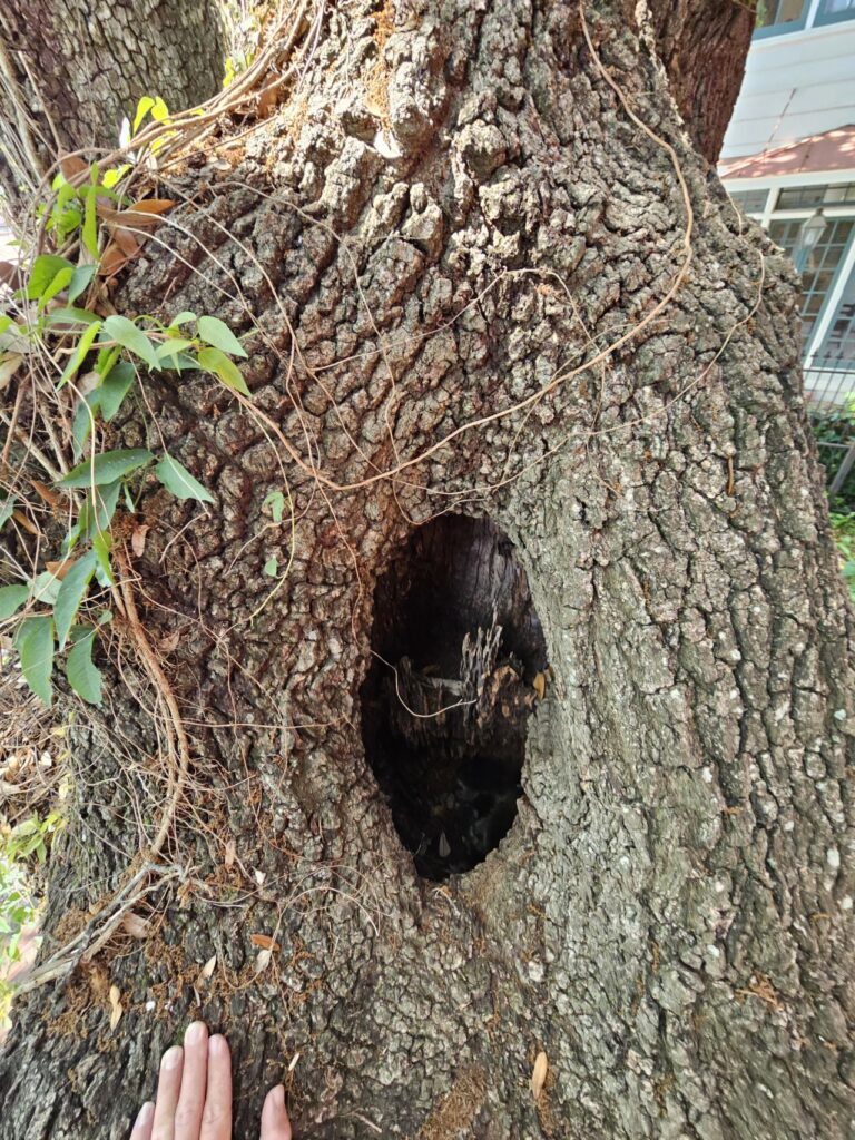 raccoon den in tree in louisiana
