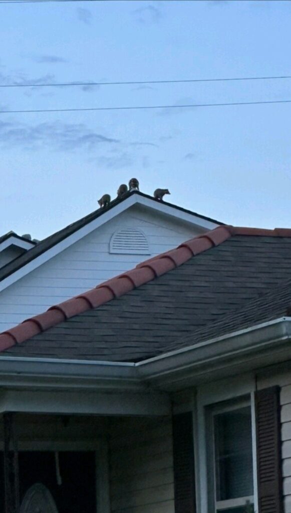 Four raccoons on top of the roof